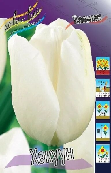 Hakuun тюльпан фото Купить семена Тюльпан ХАКУУН, дарв /КЛ/ 1шт в Новосибирске - Дом семян