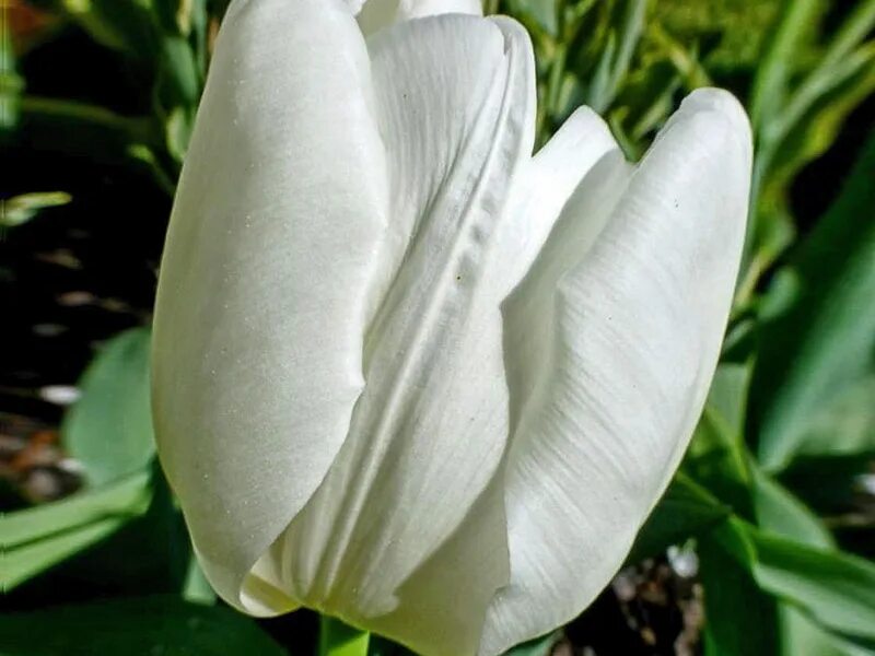 Hakuun тюльпан фото Тюльпан Хакун (Hakuun) - луковицы тюльпанов купить в Минске с доставкой почтой п