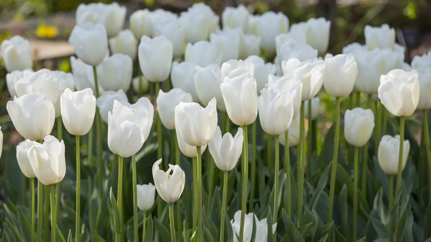 Hakuun тюльпан фото Вайт принц тюльпан фото - Arhids.ru