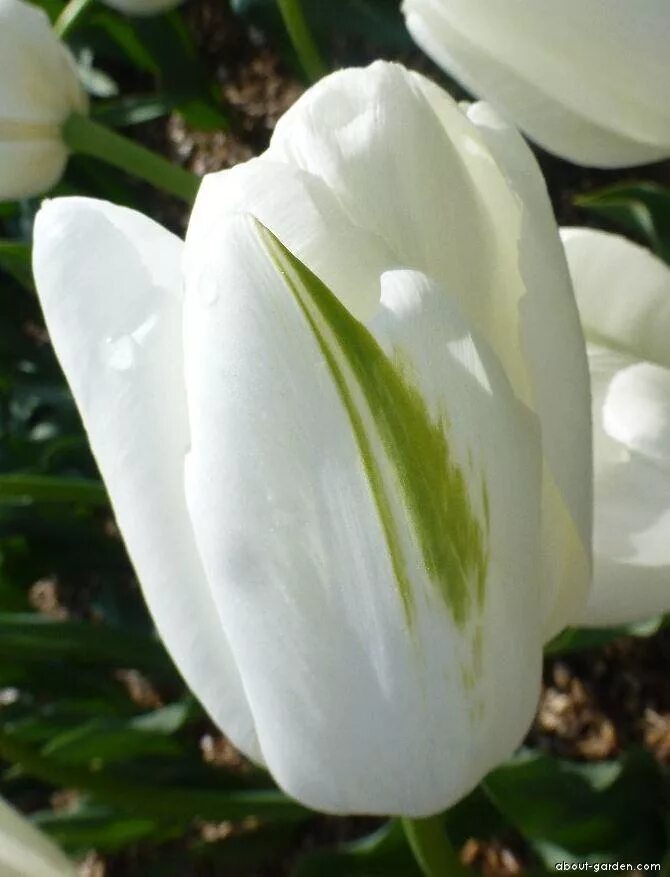Hakuun тюльпан фото Photo Tulip Hakuun About-garden.com