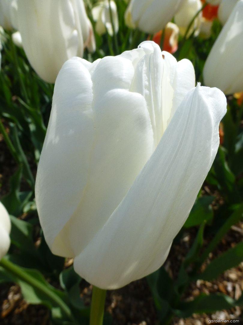 Hakuun тюльпан фото Photo Tulip Hakuun - flowers 4 Garden-en.com