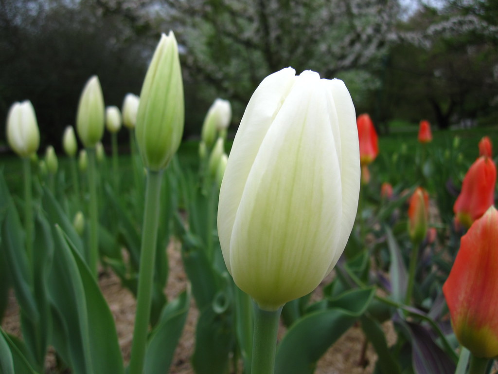 Hakuun тюльпан фото Hakuun Darwin Hybrid Tulip Hakuun Darwin Hybrid Tulip Flickr
