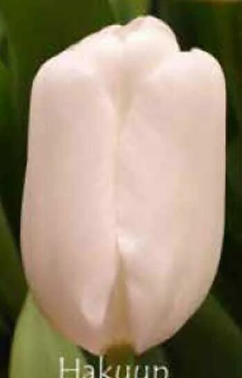 Hakuun тюльпан фото Хакун тюльпан - Огородник.ру