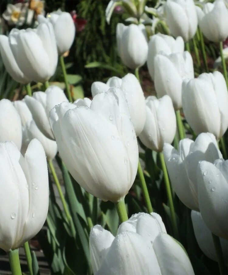 Hakuun тюльпан фото Купить тюльпан хакуун (tulipa hakuun), 10 шт (разбор 12/14) по цене 690 руб. в и