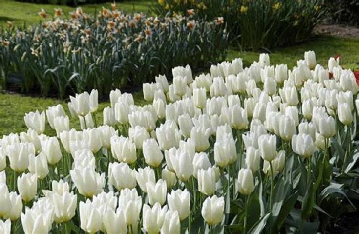 Hakuun тюльпан фото Organic Gardening Flowers #OrganicGardeningRoses in 2020 Garden services, Tulips