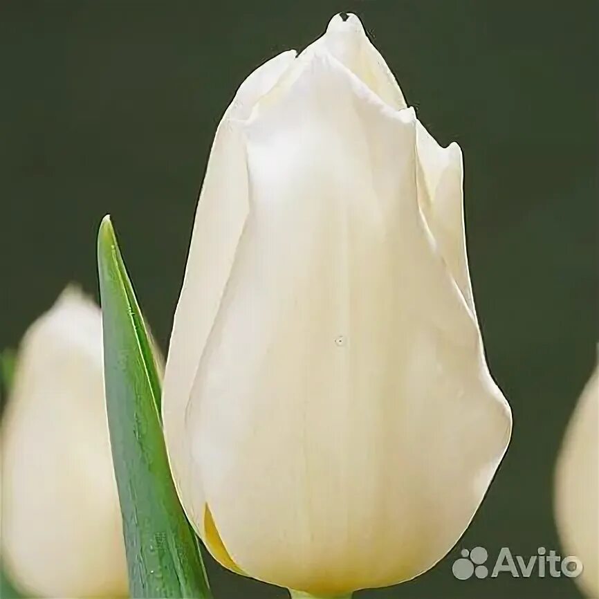 Hakuun тюльпан фото ТЮЛЬПАНЦЕНТР. Профиль пользователя на Авито