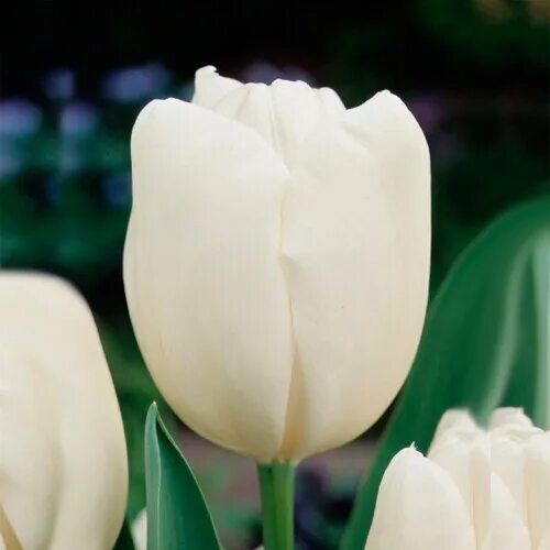 Hakuun тюльпан фото Больше не работает: Мой Тюльпан, доставка цветов и букетов, Красноярск, Караульн