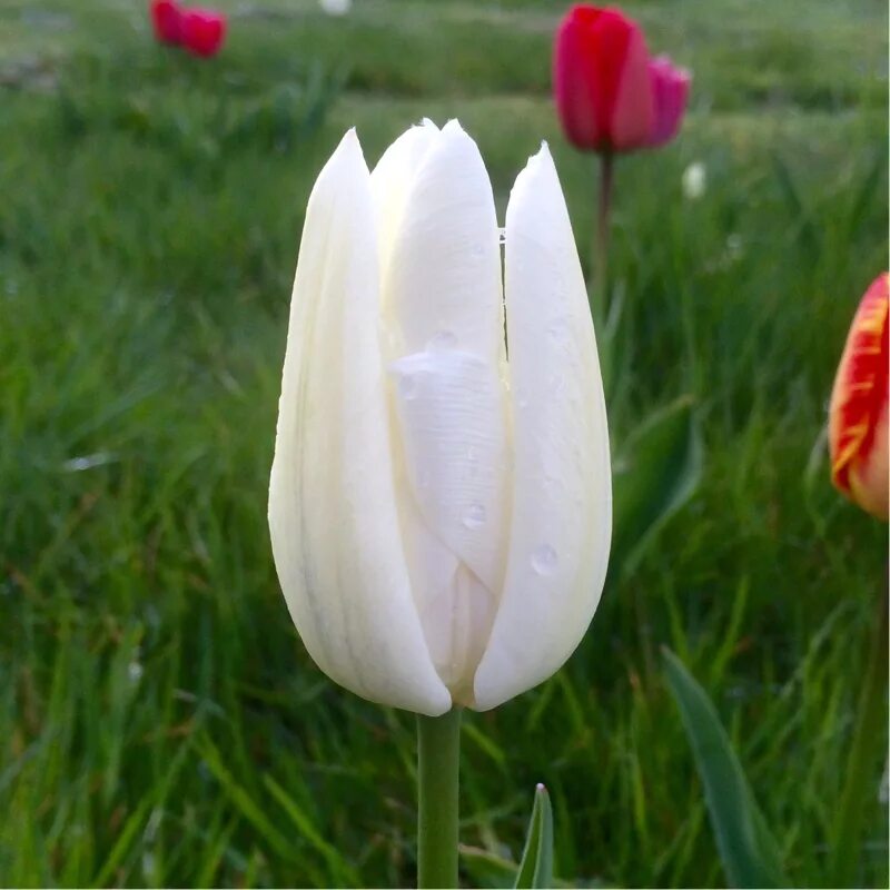 Hakuun тюльпан фото Tulipa 'Hakuun', Tulip 'Hakuun' (Darwin Hybrid) - uploaded by @petitelake
