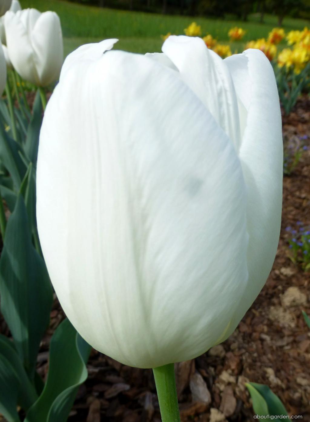 Hakuun тюльпан фото Photo Tulip Hakuun About-garden.com