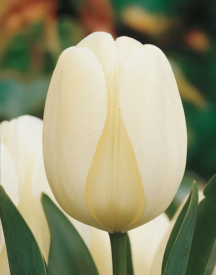 Hakuun тюльпан фото Купить луковицы белых тюльпанов по выгодным ценам. Доставка по РФ.