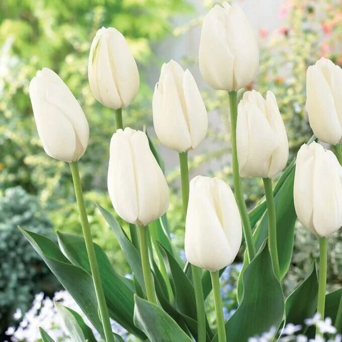 Hakuun тюльпан фото Тюльпан Хакуун, дарв., 14/+ Тюльпаны упаковками. Декоративноцветущие луковицы, р