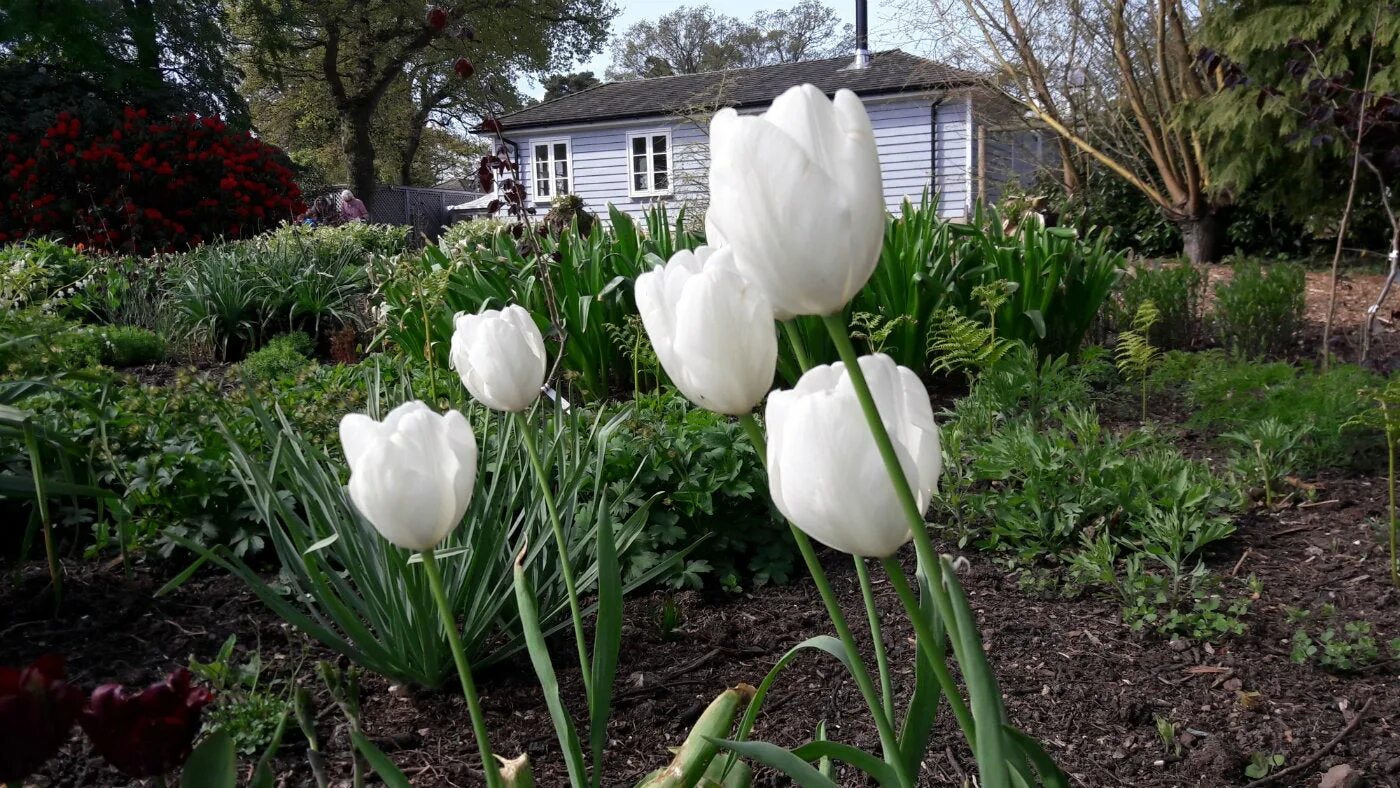 Hakuun тюльпан фото Тюльпан хакуун (73 фото)