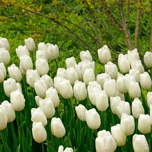 Hakuun тюльпан фото Hakuun (Лук. в уп. 10). Тюльпан