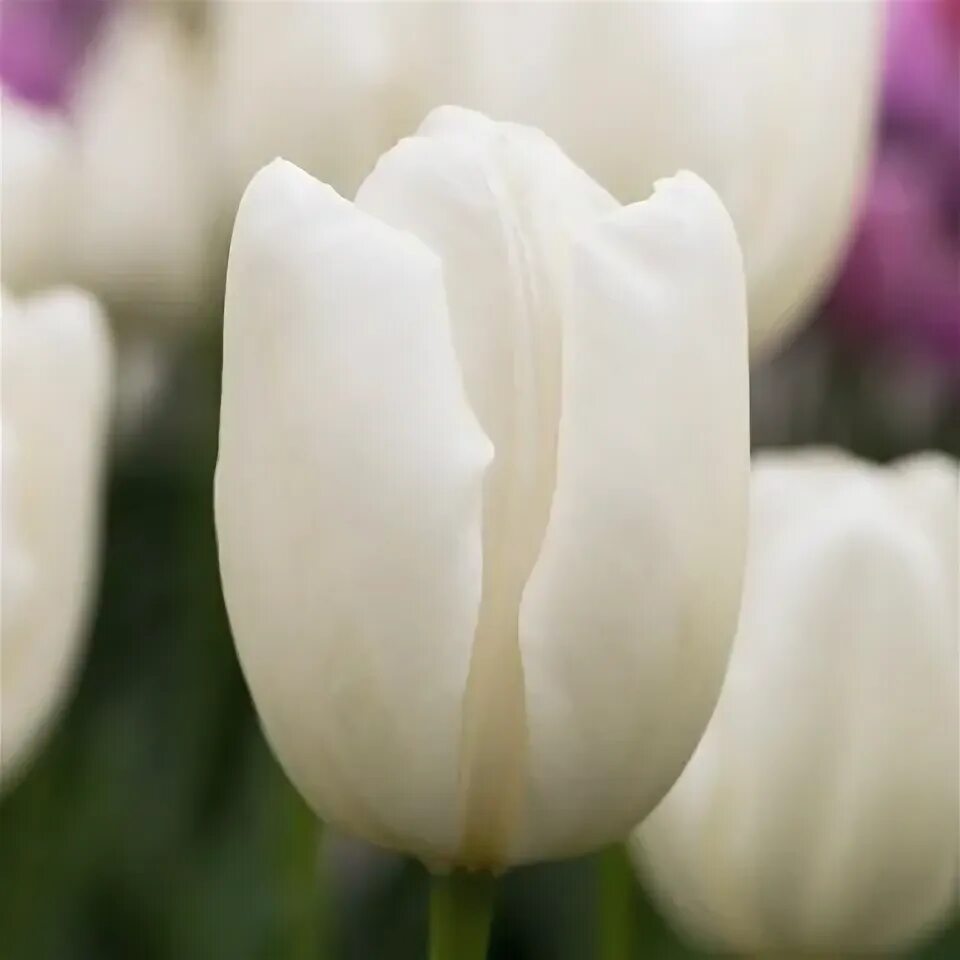 Hakuun тюльпан фото Hakuun Tulip Bulbs:Darwin Hybrid Tulips: Tulips.com Spring flowering bulbs, Tuli