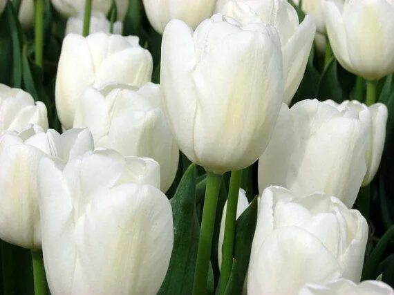 Hakuun тюльпан фото White Cloud Hakuun Darwin Tulip - 8 Bulbs - Strong Grower 12/+ cm Bulbs Tulips, 