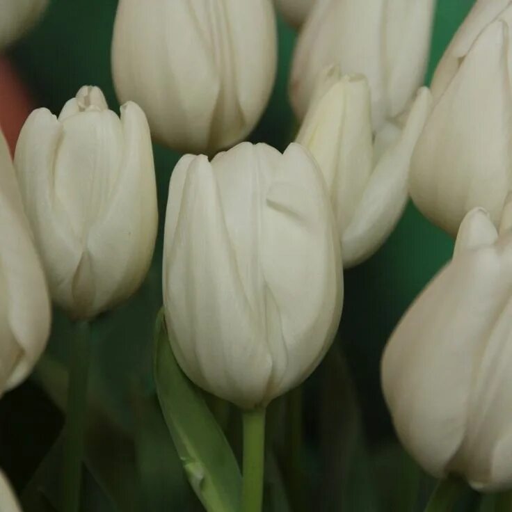 Hakuun тюльпан фото Pin van Diana Henke op Garten