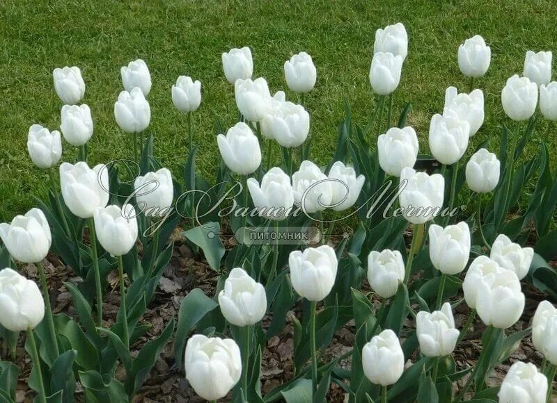 Hakuun тюльпан фото Тюльпан Хакуун (Tulipa Hakuun) - Тюльпаны Дарвина- Тюльпаны - Луковичные - Катал