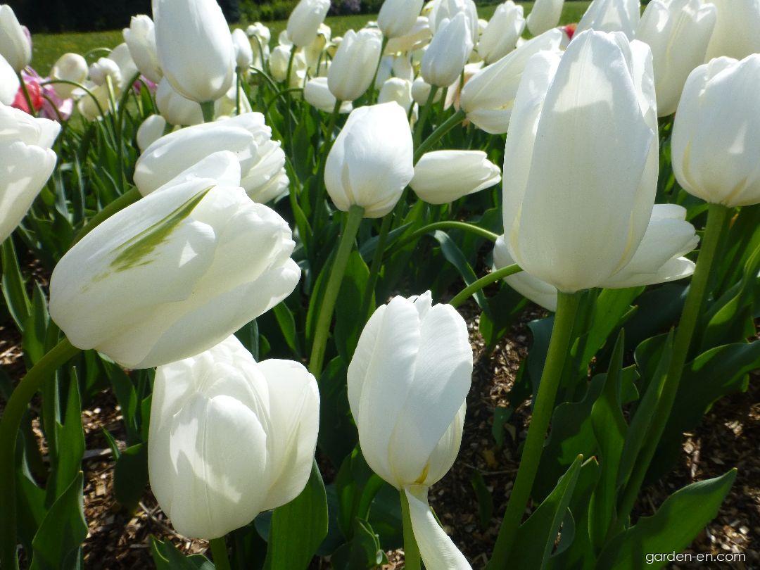 Hakuun тюльпан фото Photo Tulip Hakuun - plant 4 Garden-en.com