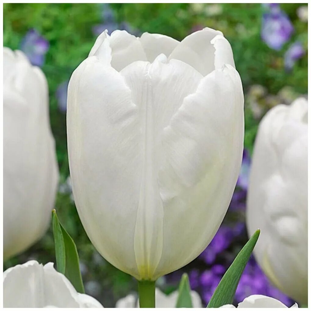 Hakuun тюльпан фото Тюльпан Дарвинов гибрид Хакун (10шт, белый, 11/12, h50см) 1 шт - купить в интерн