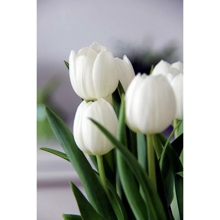 Hakuun тюльпан фото Тюльпан "Хакуун 14/+", 55см, р/р 14/+, 60 шт. (7146614) - Купить по цене от 3 00