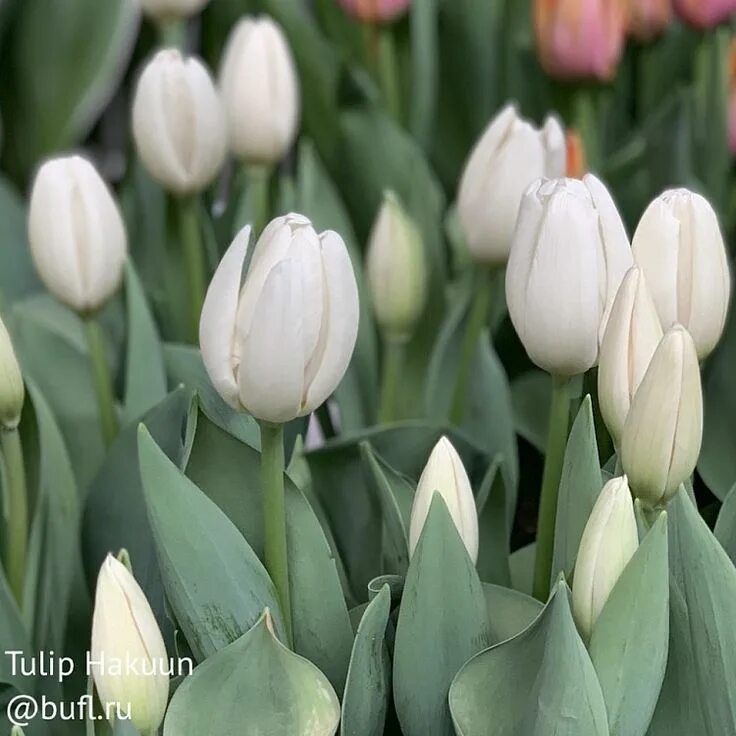 Hakuun тюльпан фото Tulip Hakuun авторское фото BUFL.RU