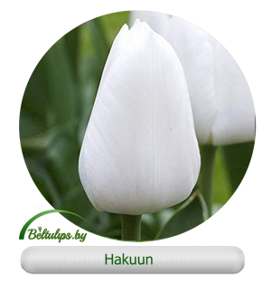 Hakuun тюльпан фото Hakuun - beltulips