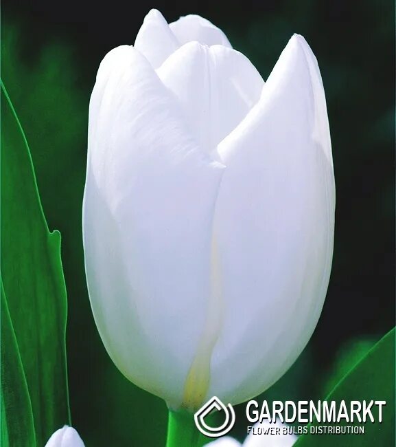 Hakuun тюльпан фото Tulpe Darwin Hakun 5 St. - Gardenmarkt.de