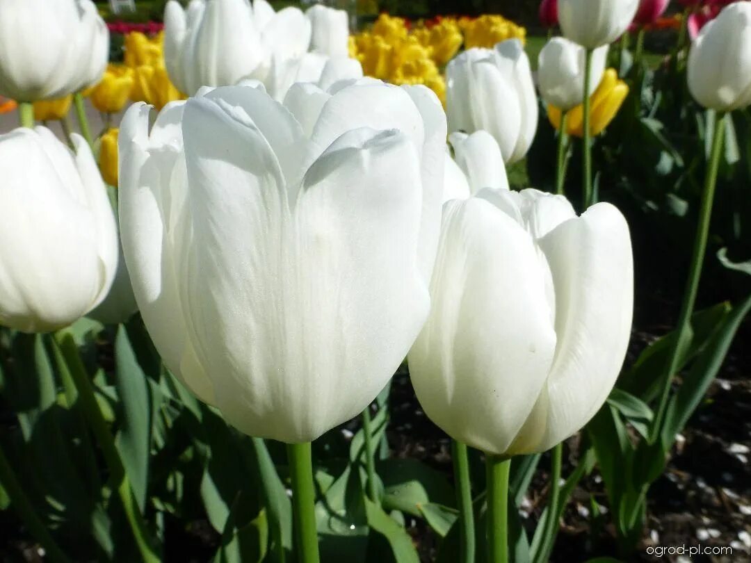 Hakuun тюльпан фото Луковицы купить по выгодной цене в интернет-магазине OZON