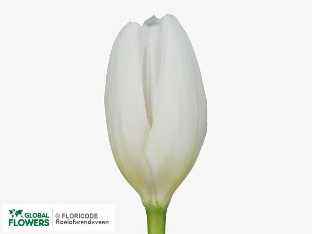 Hakuun тюльпан фото Тюльпан - каталог из 1402 сортов и видов с фото и описанием