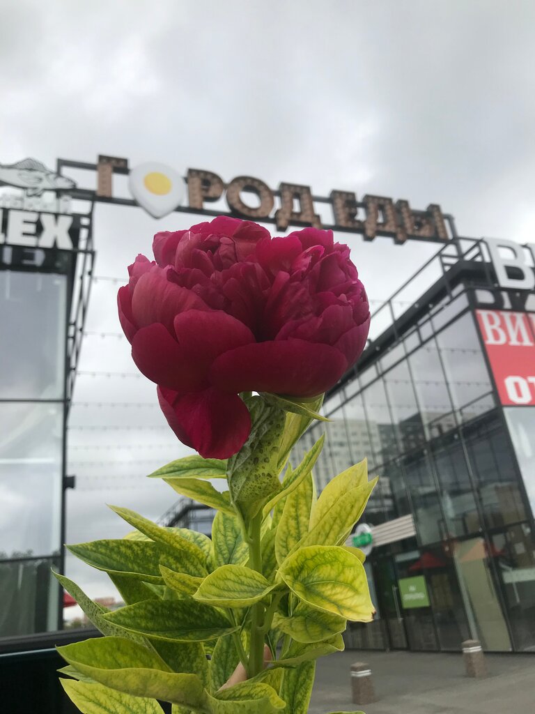 Hanguk загородное ш 36 2с5 оренбург фото Счастье есть, кондитерская, Загородное ш., 36/2с1, Оренбург - Яндекс Карты