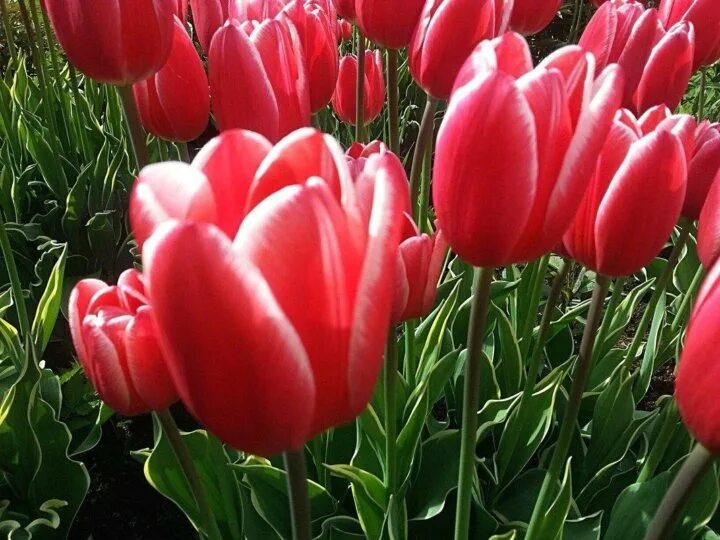 Happy generation тюльпан фото Прекрасные Цветы высокого качества Киров доставка - купить в Кирове, цена 70 руб