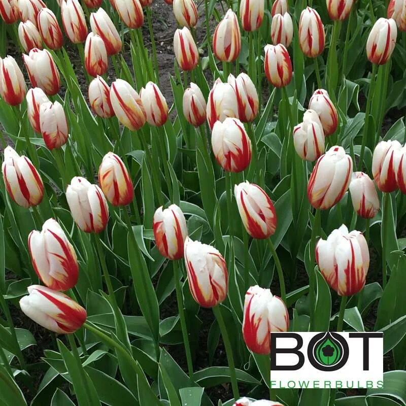 Happy generation тюльпан фото Happy Generation - Bot Flowerbulbs