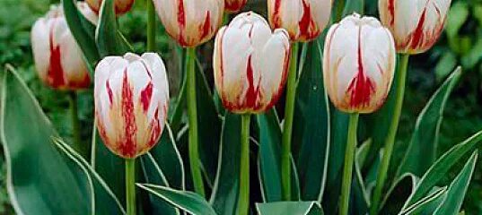 Happy generation тюльпан фото Тюльпан Триумф HAPPY GENERATION, 8 шт., купить саженцы в интернет магазине Seeds