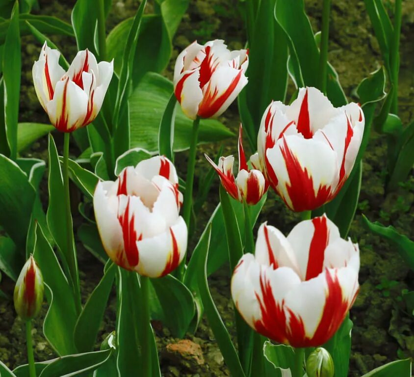 Happy generation тюльпан фото Тюльпаны с названиями от Игоря Самусенко Никитский ботанический сад