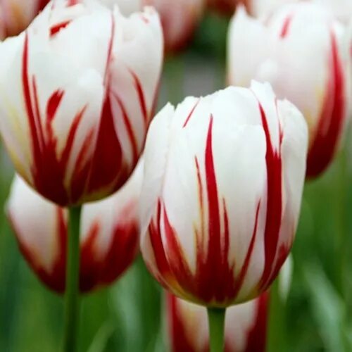 Happy generation тюльпан фото Тюльпан Хэппи Дженерейшн (триумф) купить по цене 1 663,31 T в интернет магазине 