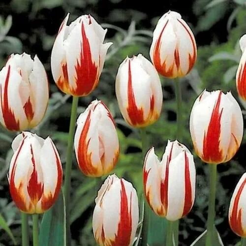 Happy generation тюльпан фото Тюльпан Хэппи Дженерейшн 3шт. Саженцы из Солнечного Крыма