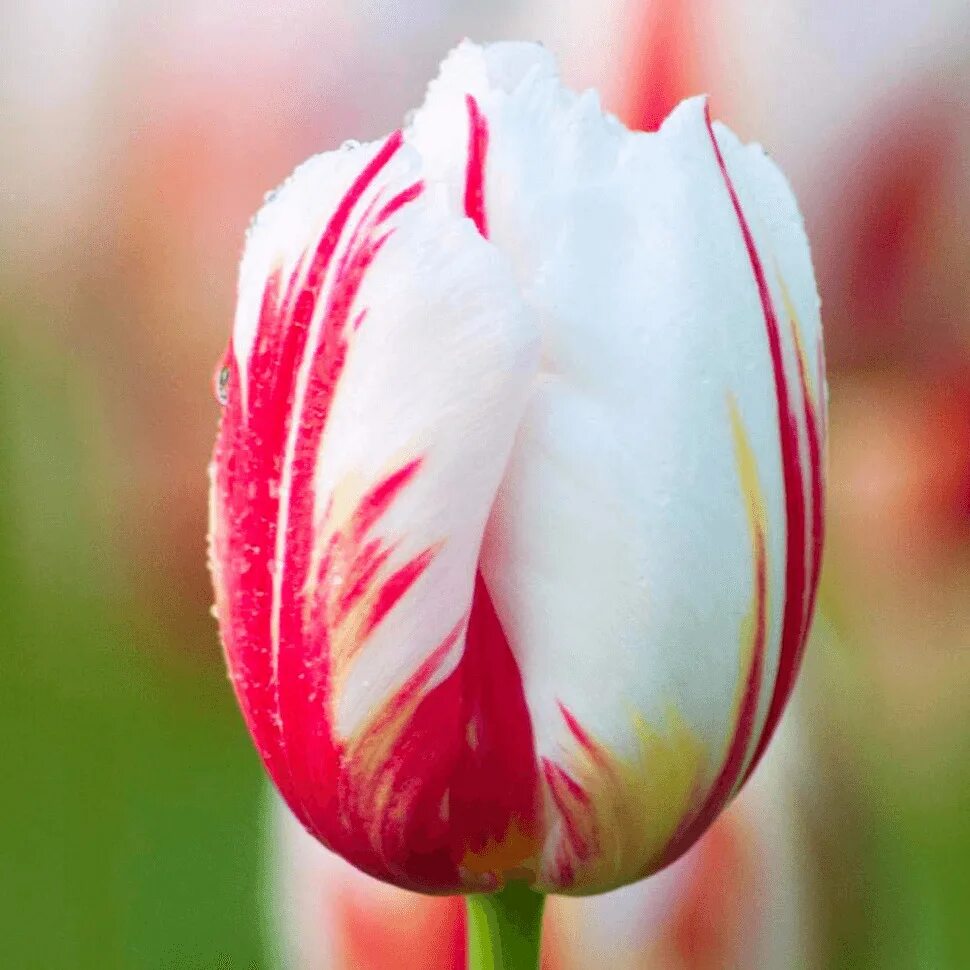 Happy generation тюльпан фото Луковицы Тюльпан LeFlower купить по выгодной цене в интернет-магазине OZON (6174