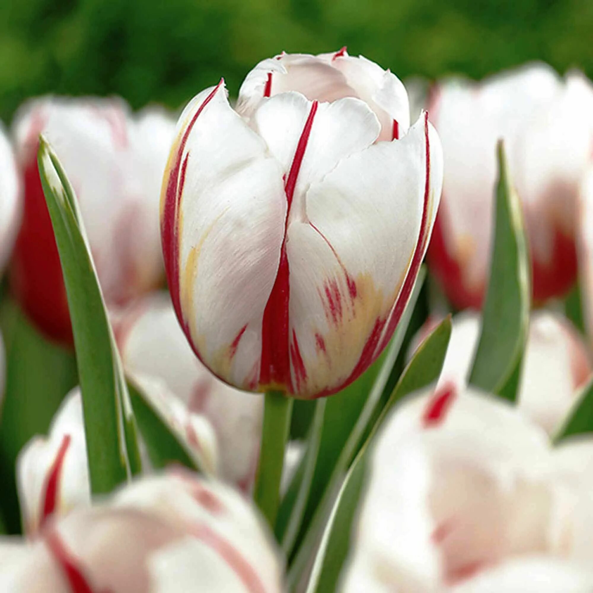 Happy generation тюльпан фото Белые тюльпаны - страница № 2 Интернет-магазин DolinaSad.By