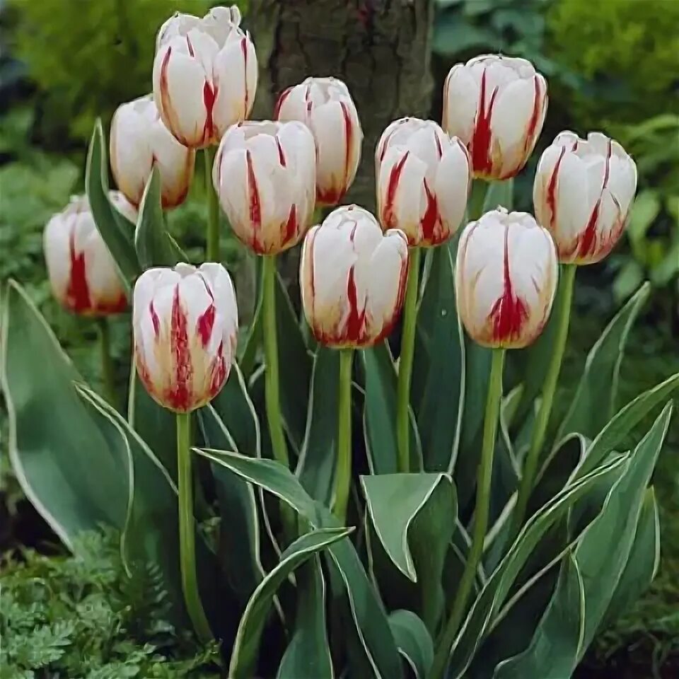 Happy generation тюльпан фото Л Тюльпан Хэппи Дженерейшн 11/12 (1/10) триумф, бел с желт-красн перьями 55см . 