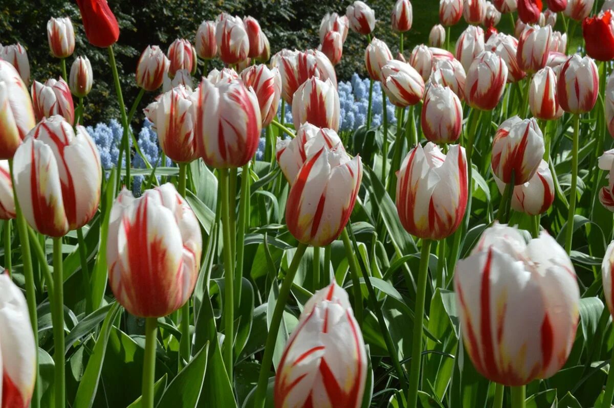 Happy generation тюльпан фото Introducing Canada’s Sesquicentennial Tulip! - Laidback Gardener