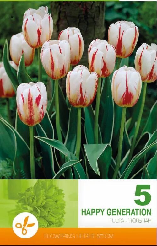 Happy generation тюльпан фото Тюльпан хэппи дженерейшн фото - Arhids.ru