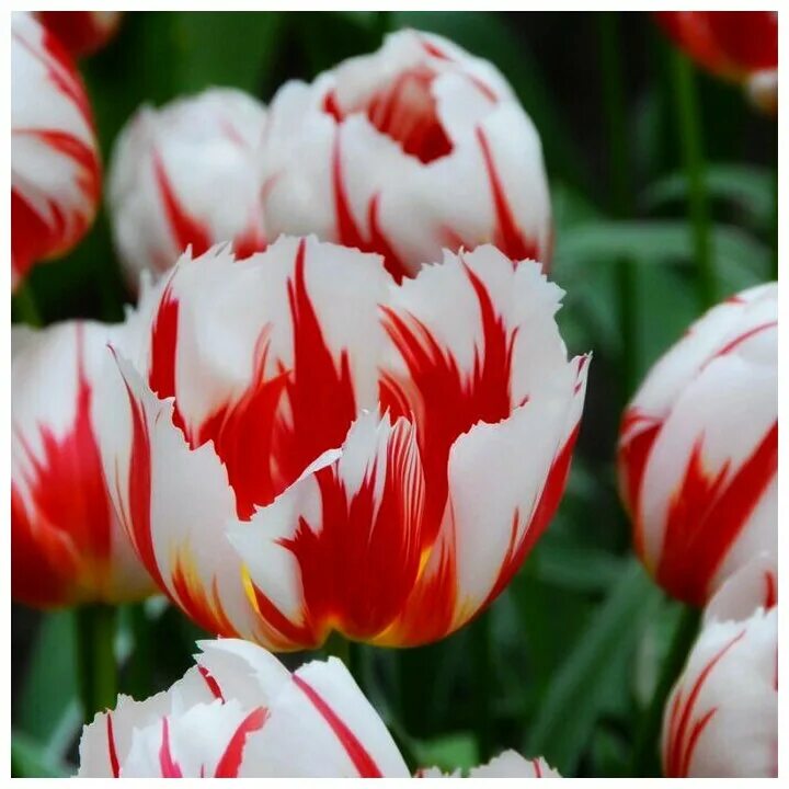 Happy generation тюльпан фото Тюльпан Луковица, Хаппи Дженерейшн, 10шт - купить в интернет-магазине по низкой 