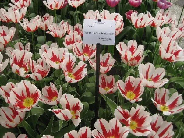 Happy generation тюльпан фото Цветы, выращенные в Димитровграде Хэппи Дженерэйшн (Happy Generation) Ценовая.. 