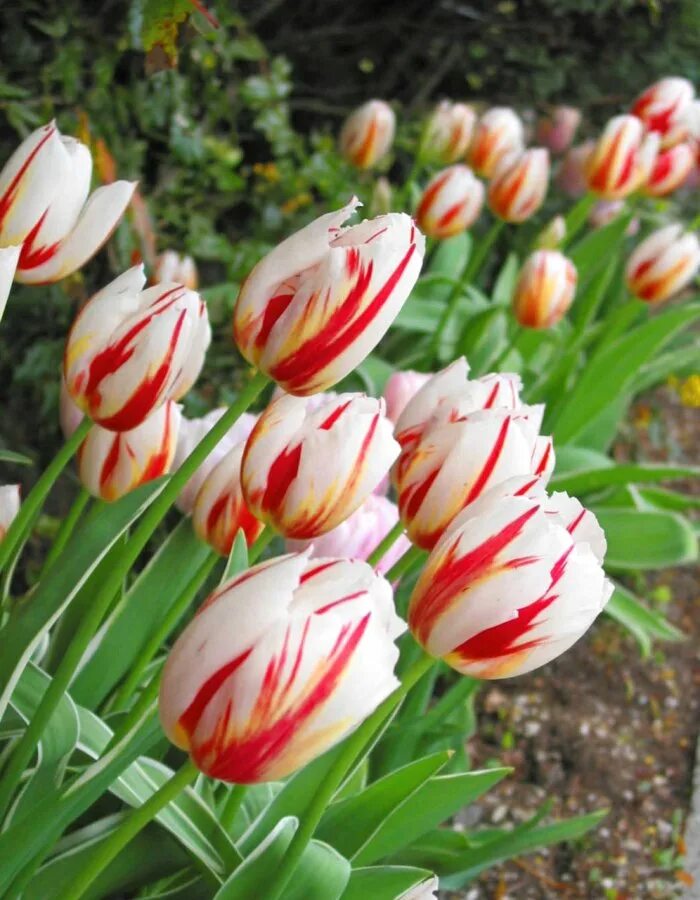 Happy generation тюльпан фото Посадочный Материал Тюльпан Хеппи Дженерейшн - купить по цене от 151 руб в интер