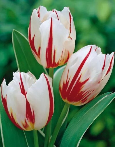 Happy generation тюльпан фото Купить луковицы тюльпана обыкновенного по выгодной цене в Москве в садовом центр