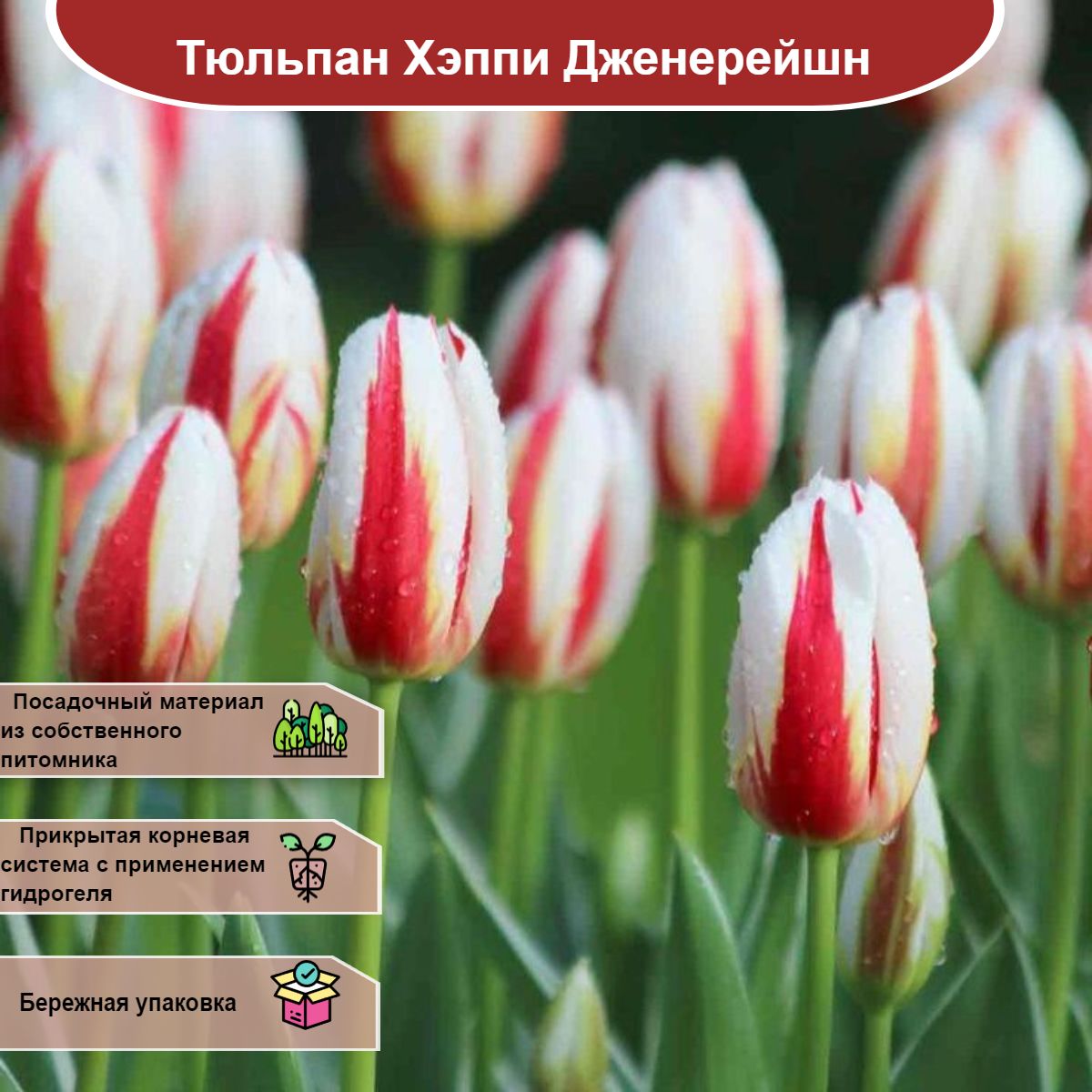 Happy generation тюльпан фото Саженец - купить с доставкой по выгодным ценам в интернет-магазине OZON (1174958