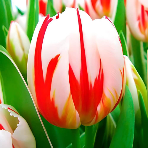 Happy generation тюльпан фото Тюльпан триумф "Atlantis" 3шт. в упаковке Купить Луковицы Тюльпанов по выгодной 