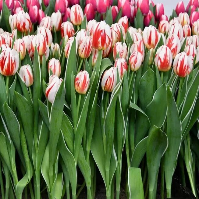 Happy generation тюльпан фото Тюльпан Размер 12+ Разные тюльпаны. Декоративноцветущие луковицы, рассада и саже