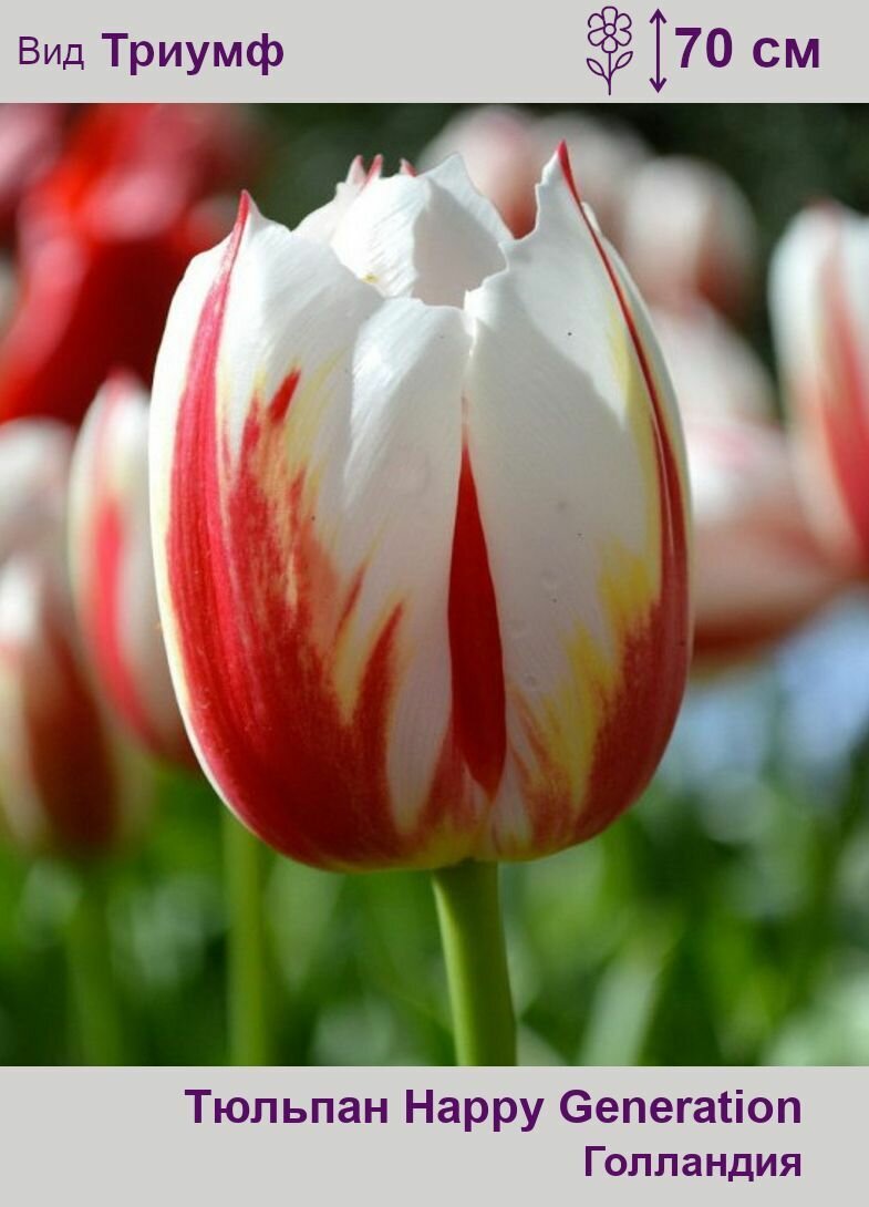 Happy generation тюльпан фото Тюльпан Хэппи Дженерейшн (Happy Generation) Триумф луковицы 5 шт - купить в инте