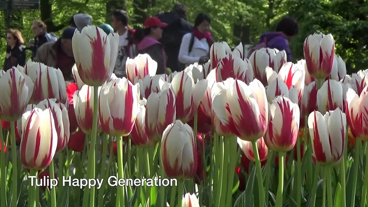 Happy generation тюльпан фото Tulip Happy Generation - Tulip Bulbs from Holland - YouTube